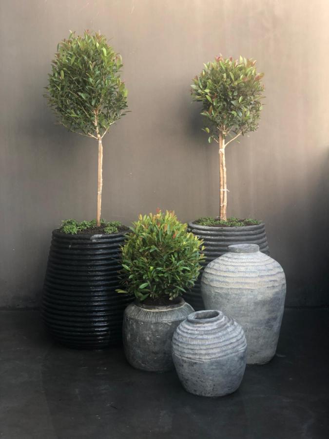 The Olive Tree Villa 伊泽芳登 外观 照片